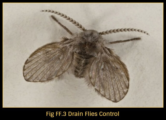 How to Get Rid of Flies, Fly, Fruit Fly, Sandfly