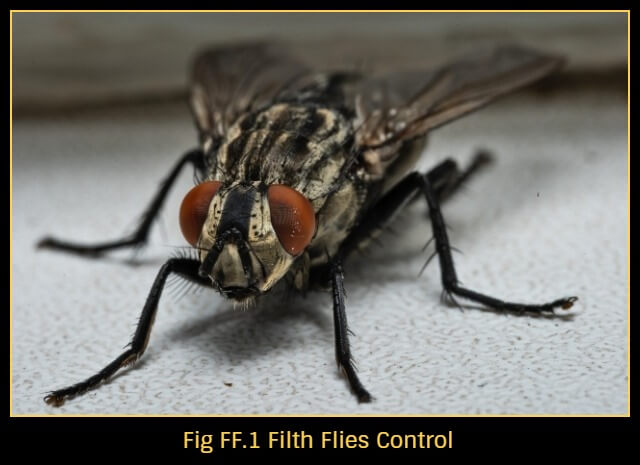 Common Filth Flies: How to Get Rid of Filth Flies